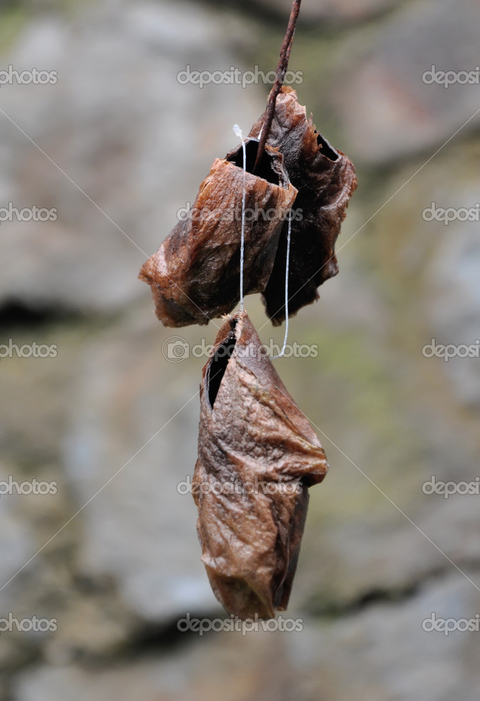 Butterflies will appear from a cocoon soon