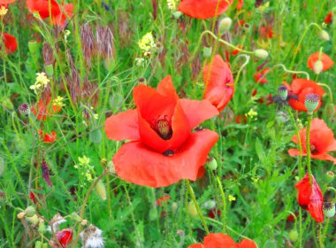 haşhaş kırmızı çiçekler