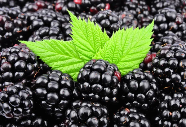 Blackberry with leaves — Stock Photo, Image