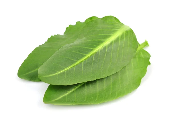 Fresh leaves sorrel — Stock Photo, Image