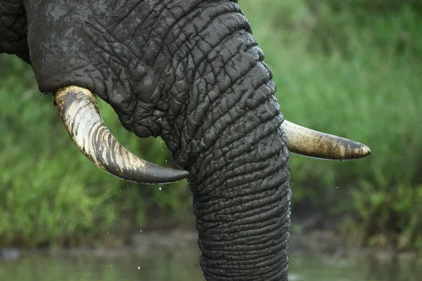 Tusker having a drink — Stock Photo, Image