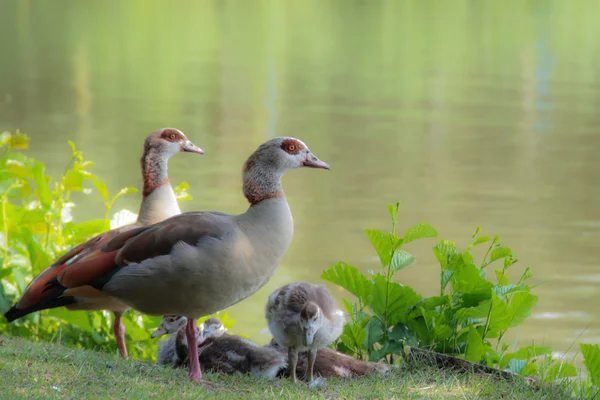 Egyptian goose wit offspring — Stock Photo, Image