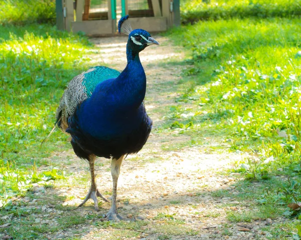 Påfågel på barnens gård Stockfoto