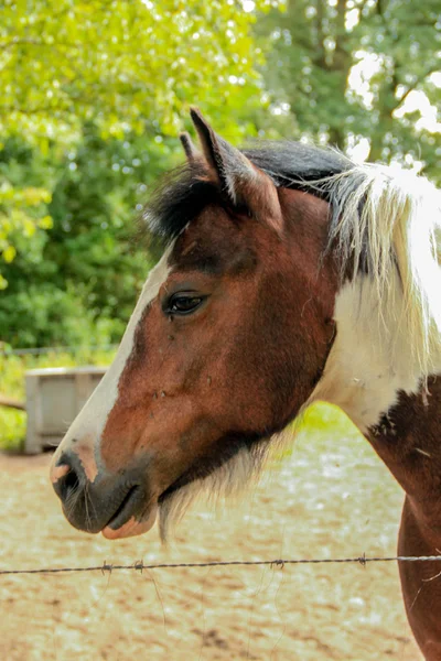 Pony auf der Suche — Stockfoto