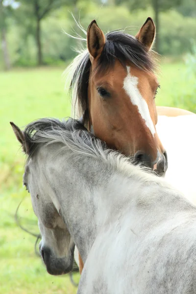 Две лошади обнимаются Лицензионные Стоковые Изображения