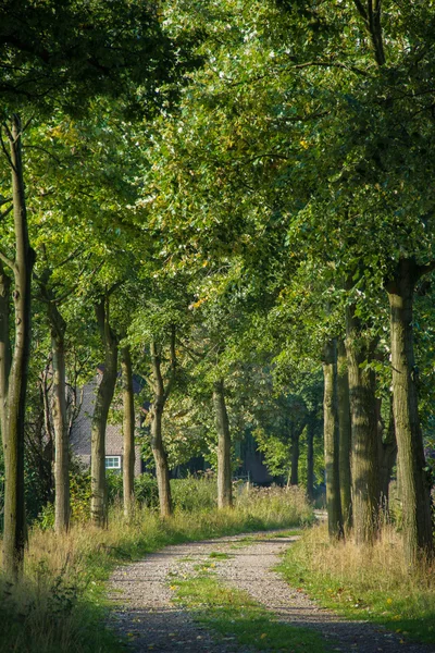 Väg genom skogen mot hus Stockbild