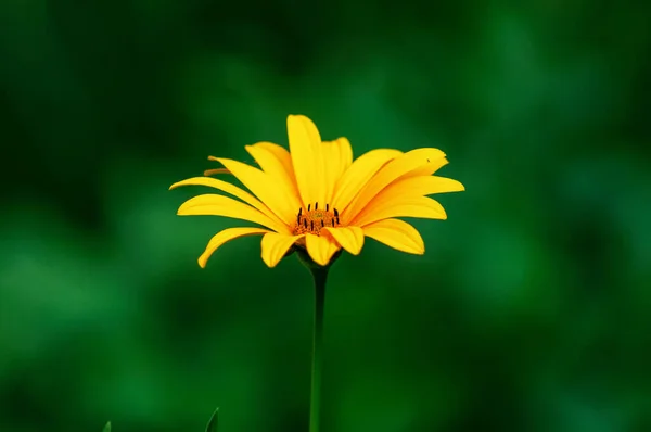 Yellow Summer Cottage Flower Background Green Grass — Stock Photo, Image