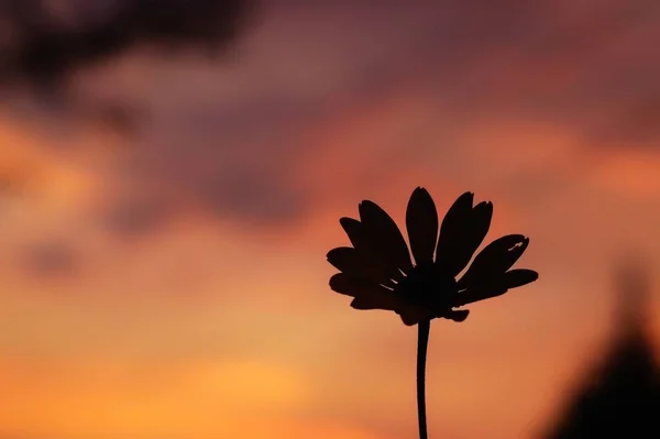 美しい環境の中の野花 Sun3 — ストック写真