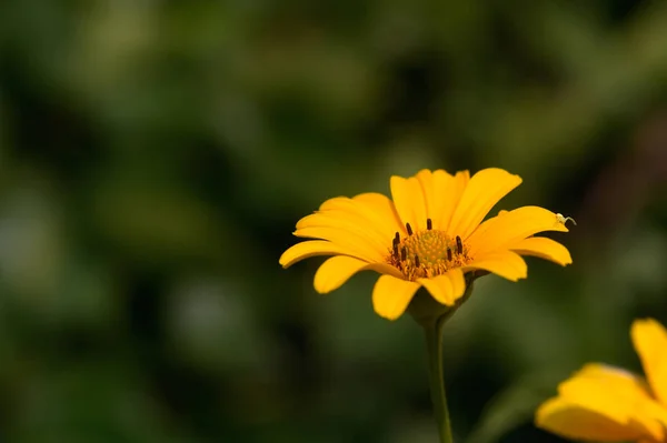 Yellow Flower Spring Garden3 — Stock Photo, Image