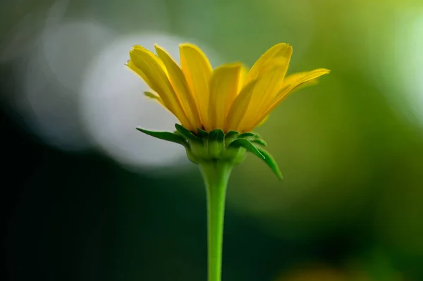 Yellow Flower Spring Garden1 — Stock Photo, Image