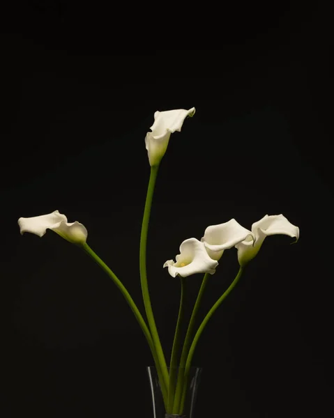 Weiße Calla Blüten Auf Schwarzem Hintergrund — Stockfoto