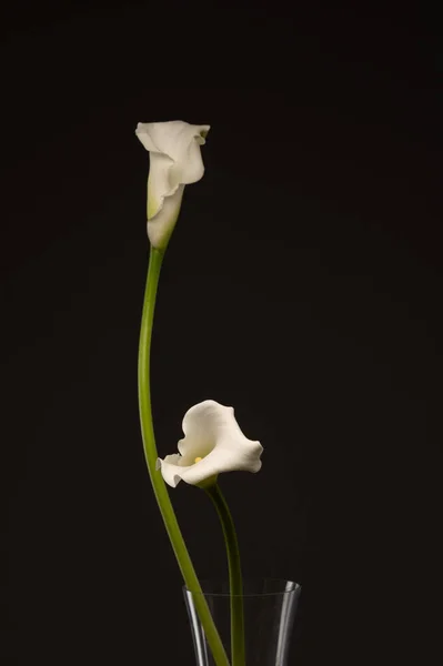 Fehér Kála Virágok Fekete Hátteren5 — Stock Fotó