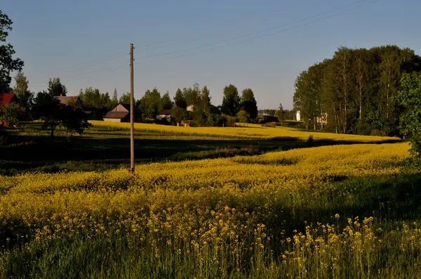 Lettisches Dorf Und Gelbe Blumen Auf Dem Feld — Stockfoto