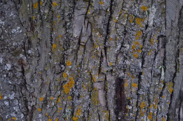 Écorce Arbre Soir Dans Village1 — Photo