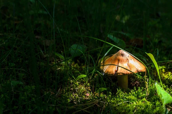 Grzyby Trawie Pobliżu Ścieżki3 — Zdjęcie stockowe