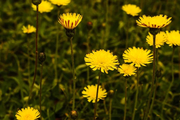 Yellow Dandelion Flowers Countryside Latvia — Stock Photo, Image