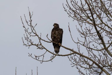Tek bir Altın Kartal ağaçta tünemiş, bulutlu bir sonbahar gününde yiyecek arıyor..