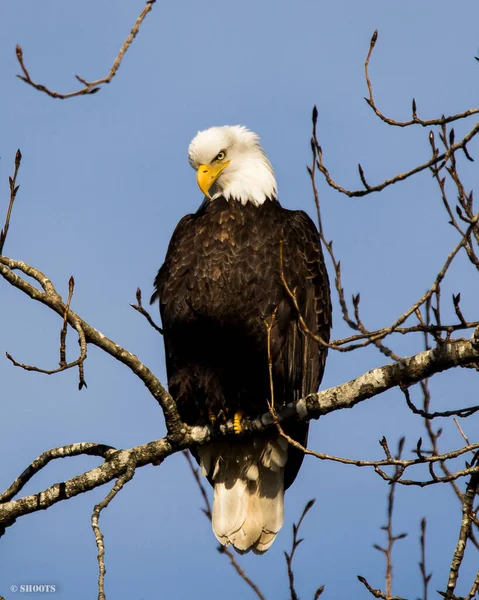 A hungry bald eagle perched in a tree — Foto de Stock