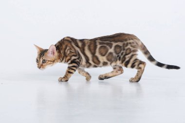 Çekici Bengal kedisi fotoğraf stüdyosunda poz veriyor. 