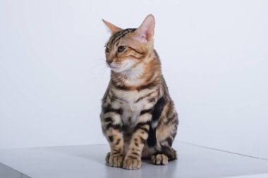 Çekici Bengal kedisi fotoğraf stüdyosunda poz veriyor. 