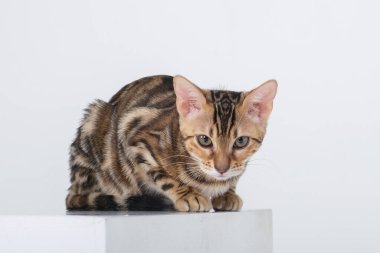 Çekici Bengal kedisi fotoğraf stüdyosunda poz veriyor. 