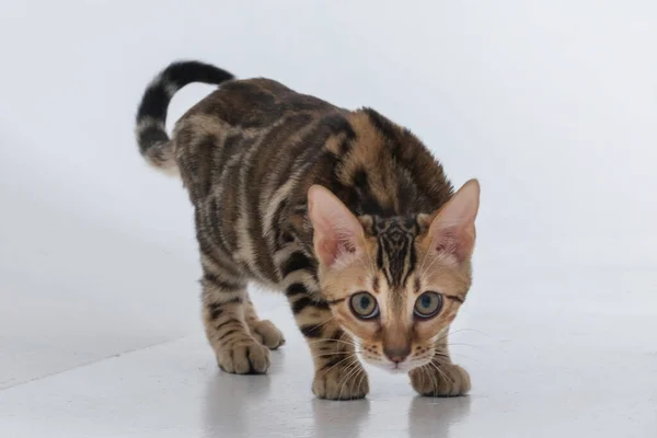 Uroczy Bengal Kot Pozowanie Fotografia Studio — Zdjęcie stockowe