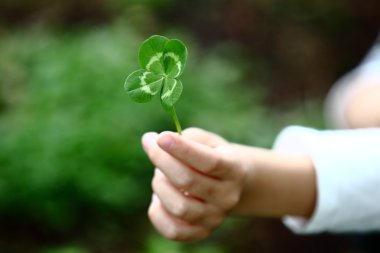 Four-Leaved Clover in a Childs Hand clipart