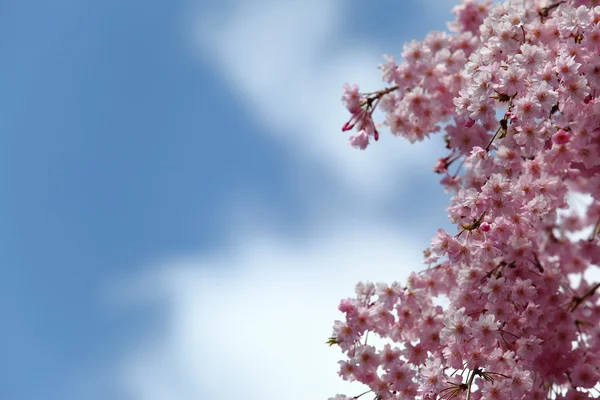 Cherry Blossoms — Stock Photo, Image