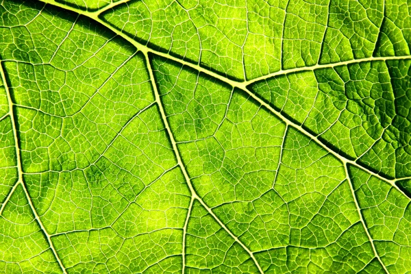 Leaf Veins — Stock Photo, Image