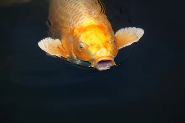 Говорящая рыба — стоковое фото