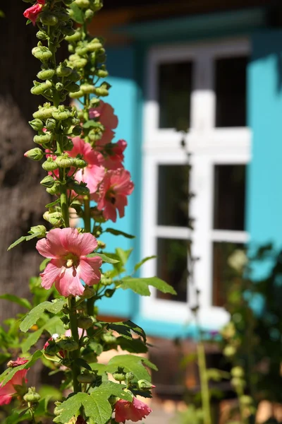 Hüttengarten-Szene Stockbild