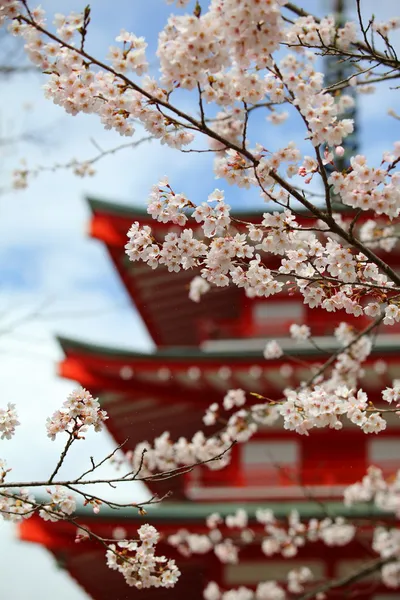 Cherry Blossom Season — Stock Photo, Image