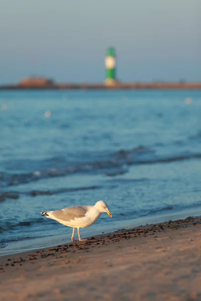 Oiseaux marins — Photo