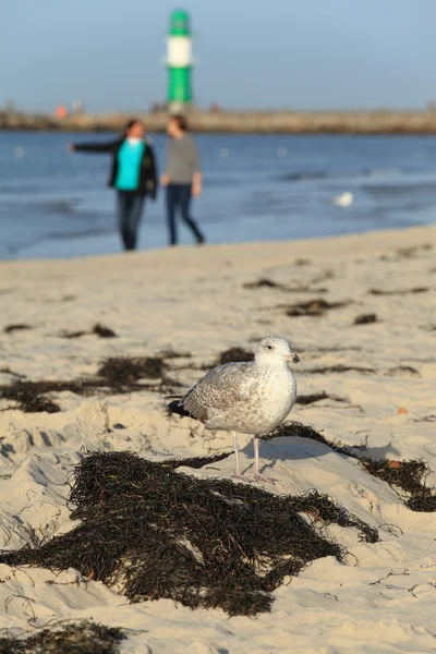 Stranden fågel — Stockfoto
