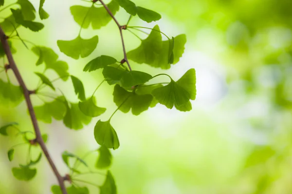 Ginkgo im Licht Stockbild