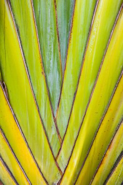 tropikal bitki detay