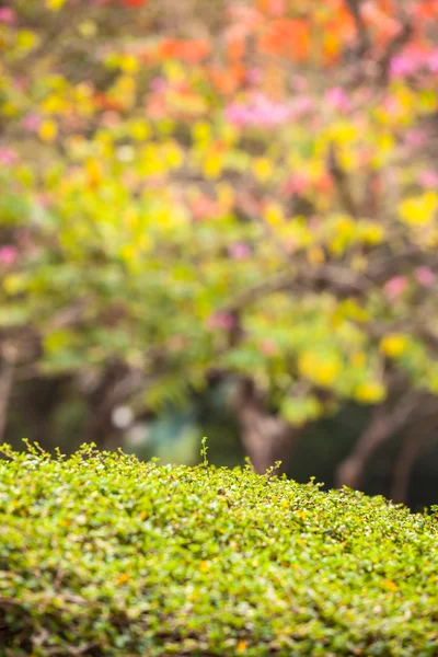 renkli bahar yaprakları