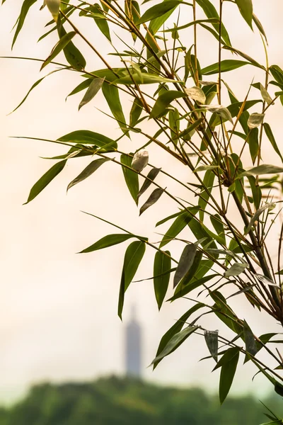 Arranha-céus de bambu — Fotografia de Stock