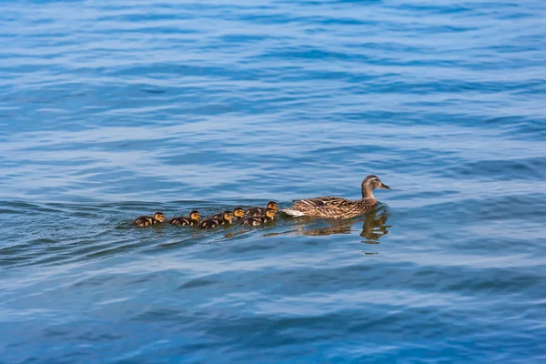 All Little Ducklings Behind Mom — Stock Photo, Image