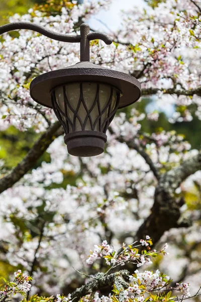 Sakura fener — Stok fotoğraf