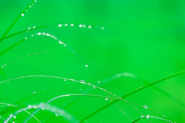 Water Drops Rain Grass Blades Green Garden Backdrop Copy Space — Stock Photo, Image