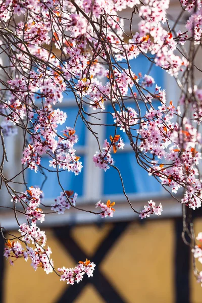Blossoms Cherry Tree Springtime Old Town Building Window Background Copy — Stock Photo, Image