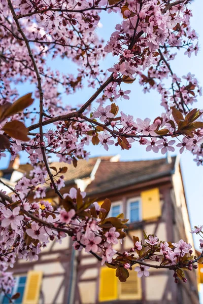 Ağaç Çerçeveli Eski Kasaba Arka Planında Kiraz Çiçekleriyle Dolu Dallar — Stok fotoğraf