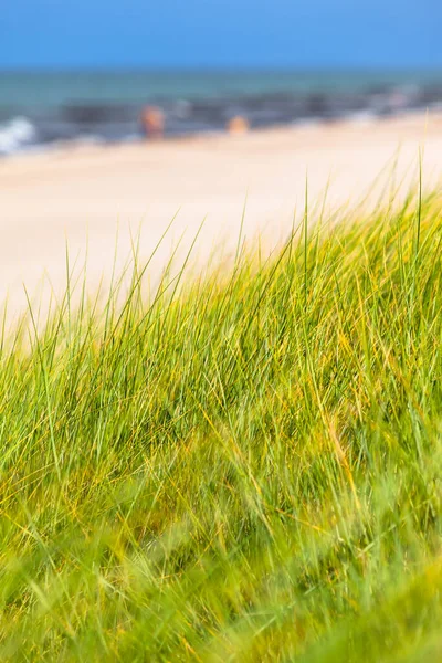 Dune Grass Wind Beach Baltic Sea Blurred Background Copy Space — Stockfoto