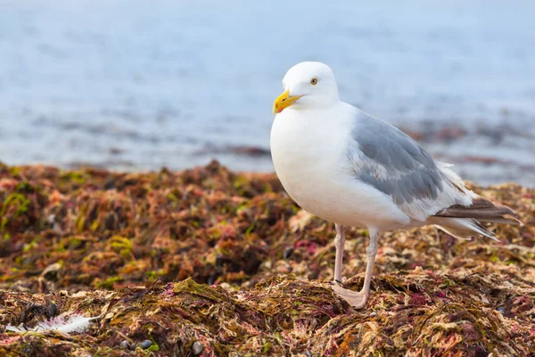 Seagull Bird Heap Fresh Seaweed Storm Food Source — Stockfoto