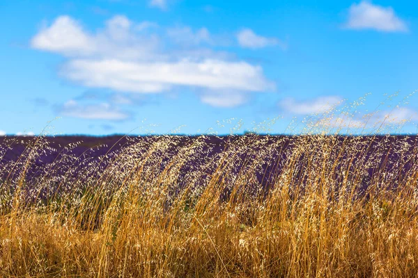 Filigree Grass Plants Sparkle Daylight Provence Lavender Field Edge — Stock Photo, Image