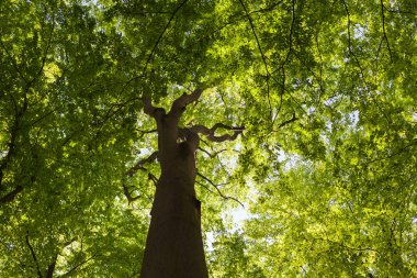 Ağacın tepesine kadar uzanan gövdeyi ve taze yeşil yay yapraklı büyük tacı gör.