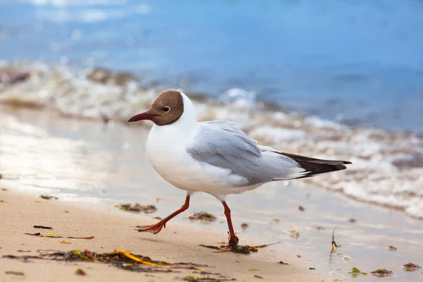 Gaviota Caminar Prisa Playa Orilla —  Fotos de Stock