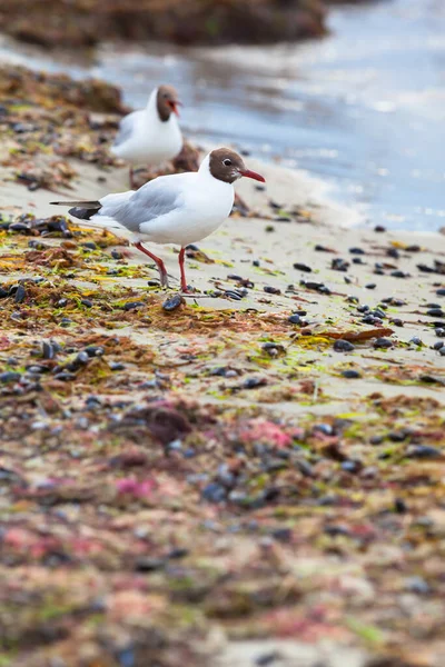 Två Måsar Vid Naturstrand Med Sjögräs Och Musslor Efter Storm — Stockfoto