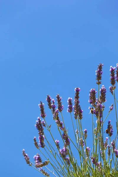 Bunch Detail Lavender Plant Blossoms Bee Blue Sky Background Copy — Stock Photo, Image